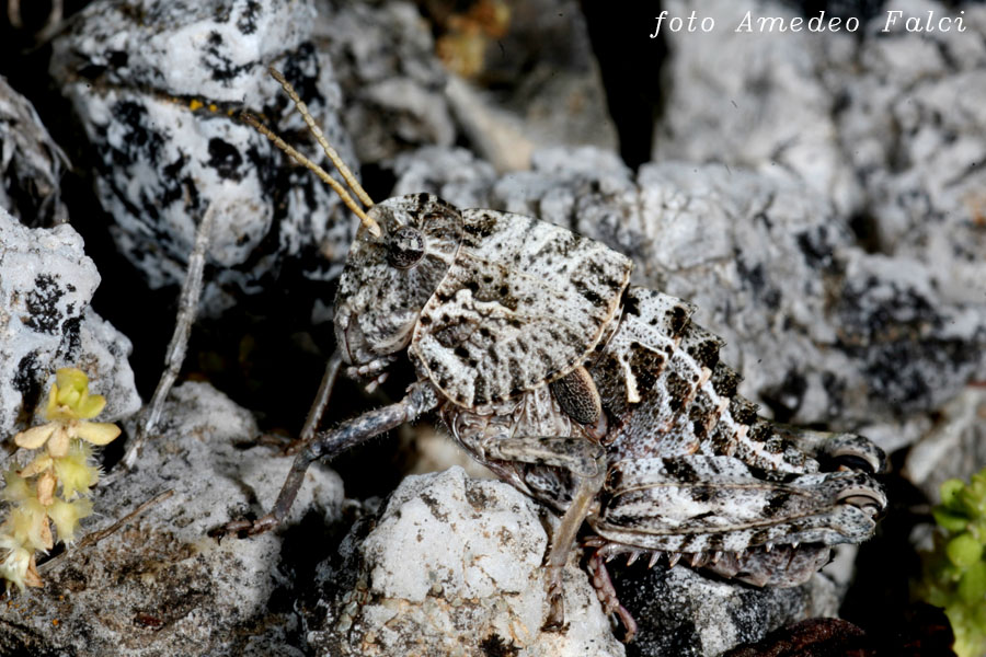 Variabilit cromatica in Ocneridia nigropunctata